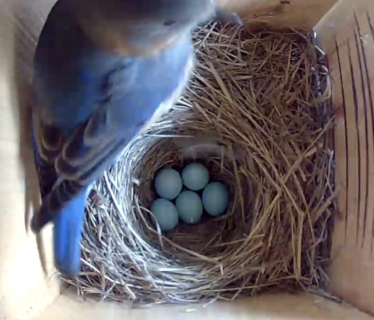 Bluebird