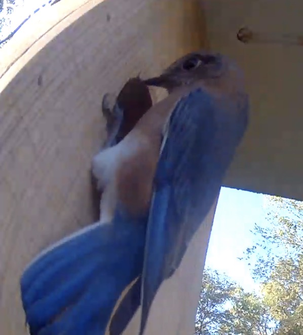 Bluebird