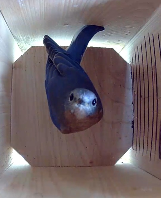 Bluebird