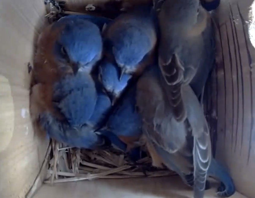 Bluebird